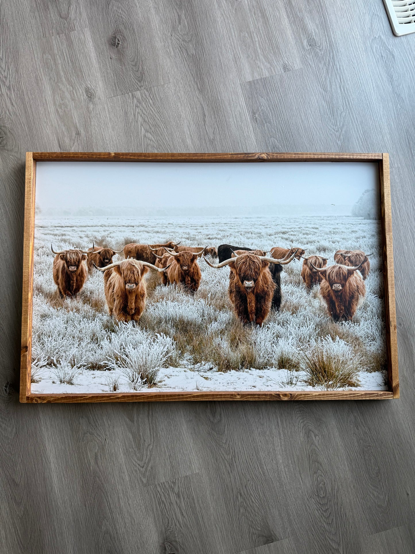 Highland Cows Wall Decor