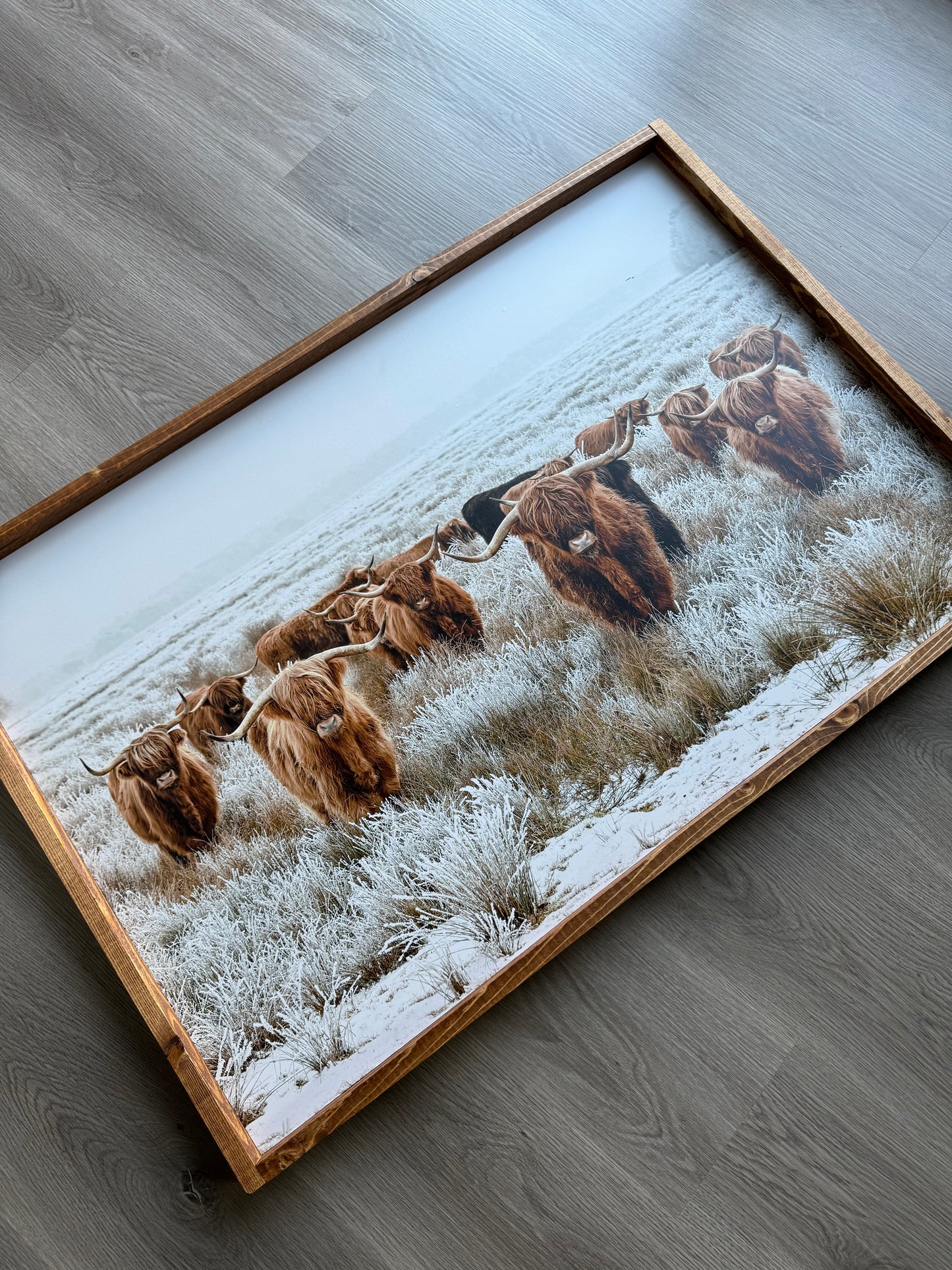 Highland Cows Wall Decor