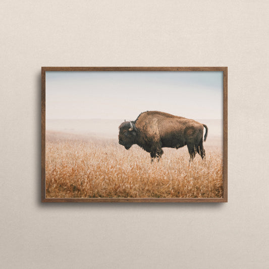 Bison Wall Decor